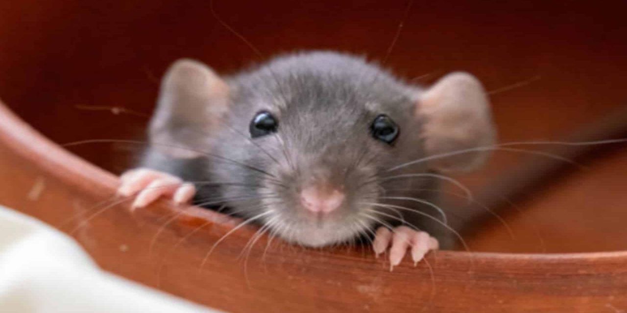 15 Profumi che i Topi Detestano: Scopri Come Tenerli Lontani da Casa per Sempre