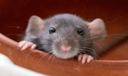 15 Profumi che i Topi Detestano: Scopri Come Tenerli Lontani da Casa per Sempre