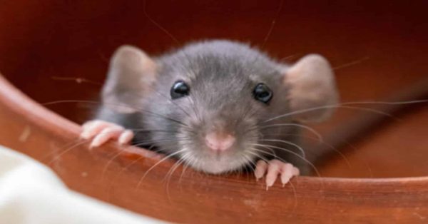 15 Profumi che i Topi Detestano_ Scopri Come Tenerli Lontani da Casa per Sempre