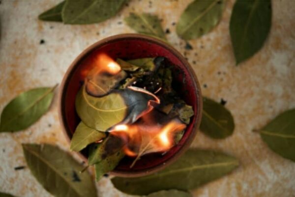 Bruciare le foglie di alloro 7 benefici