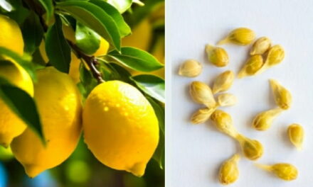 Come crescere un giardino di limoni utilizzando i semi del limone
