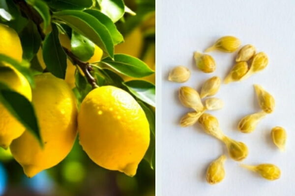 Come crescere un giardino di limoni utilizzandi i semi del limone