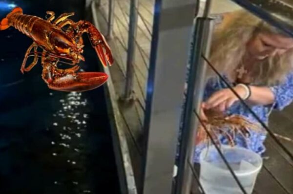 Compra una aragosta e la libera in mare.