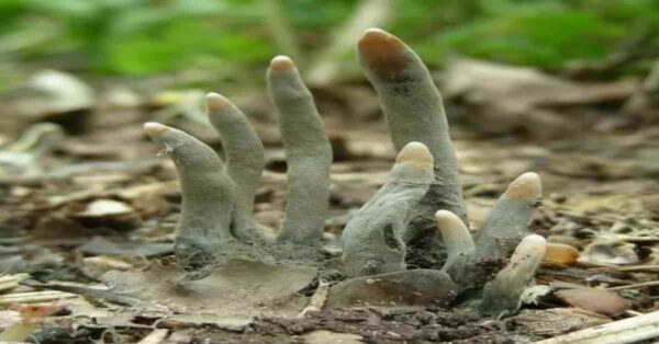 Dead Man’s Fingers Pericolo nel bosco: Scopri i Funghi Velenosi da Evitare