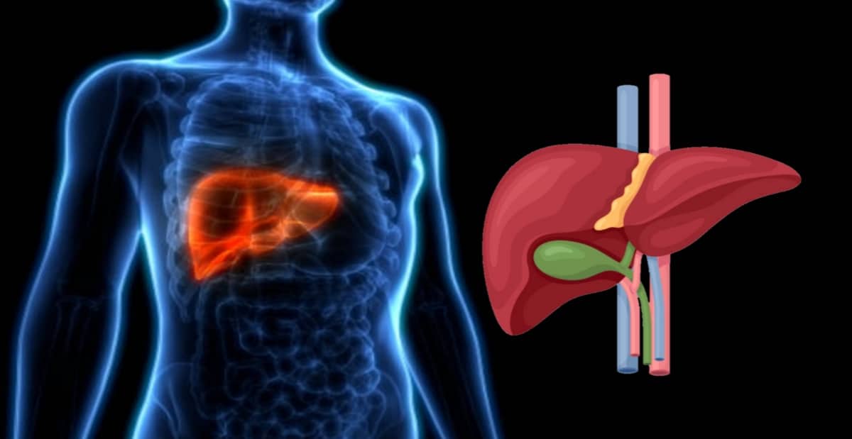 Fegato Ingrossato: Diagnosi dell’epatite A, B e C. Cure, Sintomi e Cibi da Evitare