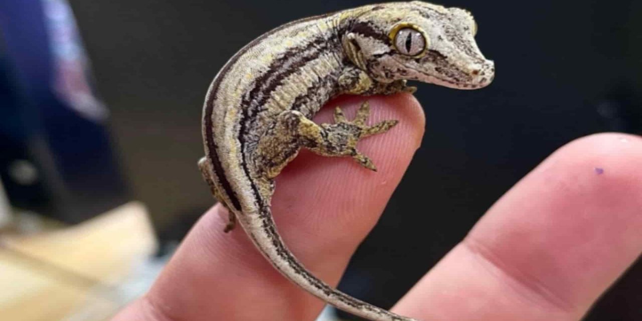 Gechi in casa? Scopri il messaggio nascosto che potrebbe cambiare la tua vita!