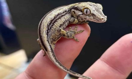 Gechi in casa? Scopri il messaggio nascosto che potrebbe cambiare la tua vita!