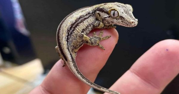 Gechi in casa? Scopri il messaggio nascosto che potrebbe cambiare la tua vita!