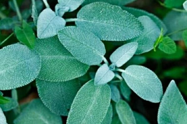 I 5 benefici della salvia previene il diabete e migliora l'umore