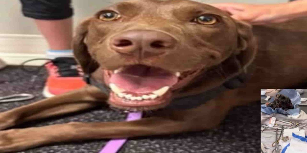 Il misterioso mal di pancia di Stella: il veterinario non crede ai suoi occhi