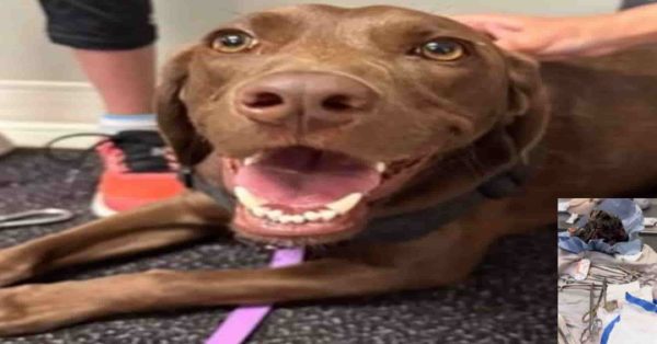 Il misterioso mal di pancia di Stella: il veterinario non crede ai suoi occhi