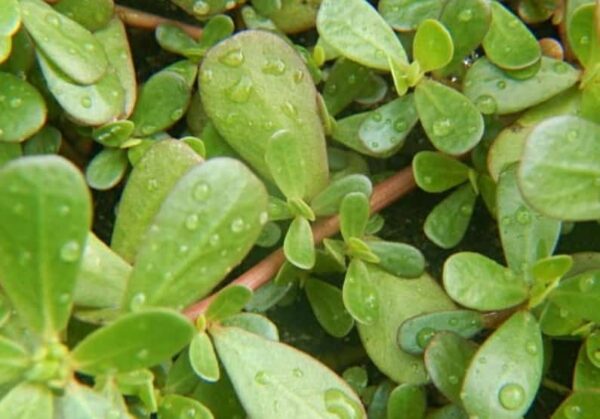 Insalata portulaca la pianta ricca di proteine
