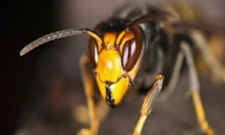 Invasione vespe killer in Italia, crea danni ad ambiente e uomo