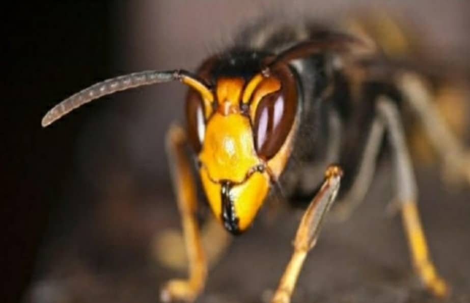 Invasione vespe killer in Italia, crea danni ad ambiente e uomo