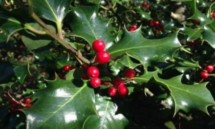 La storia del pungitopo: racconto Natalizio