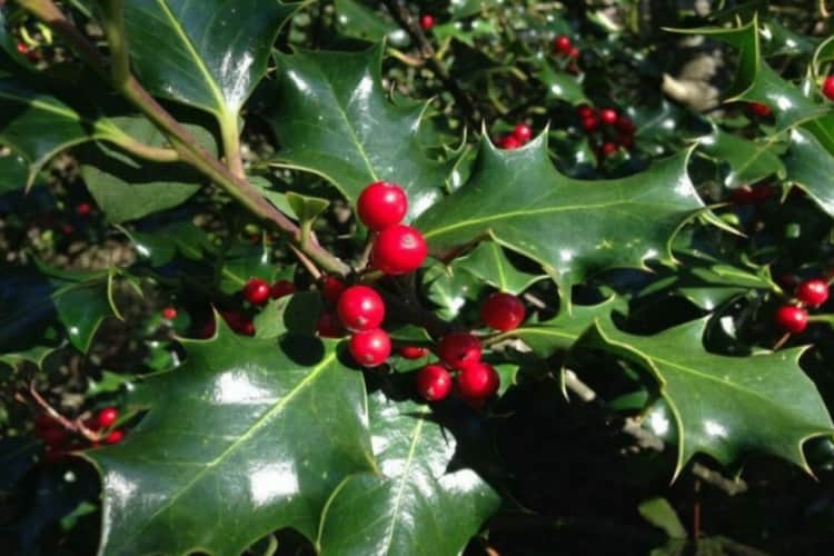 La storia del pungitopo: racconto Natalizio