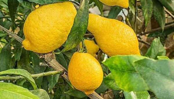 Limone: tutti gli utilizzi in casa che devi assolutamente conoscere!