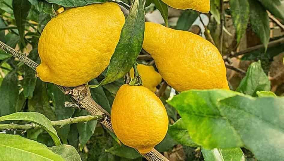 Limone: tutti gli utilizzi in casa che devi assolutamente conoscere!