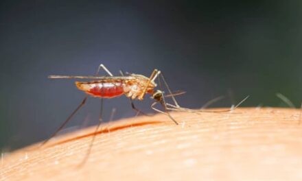 Oropouche: Sintomi della Febbre e Trasmissione secondo l’OMS – Scopri Tutto sull’Arbovirosi!