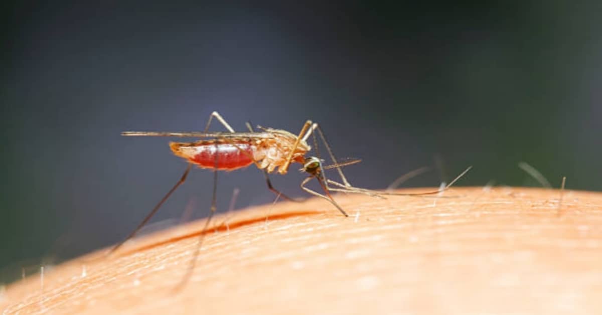 Oropouche: Sintomi della Febbre e Trasmissione secondo l’OMS – Scopri Tutto sull’Arbovirosi!