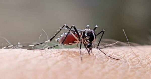 Oropouche: Sintomi della Febbre e Trasmissione secondo l'OMS – Scopri Tutto sull'Arbovirosi!