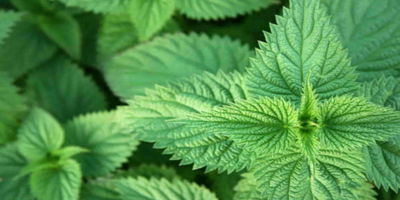 Ortica: Il Rimedio Naturale per 20 Problemi di Salute che Non Conoscevi!
