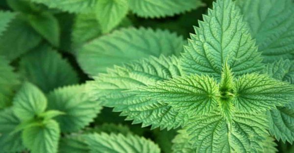 Ortica: Il Rimedio Naturale per 20 Problemi di Salute che Non Conoscevi!