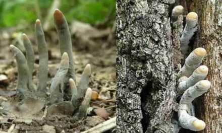 Pericolo nel bosco: I Funghi da Evitare durante le Tue Escursioni