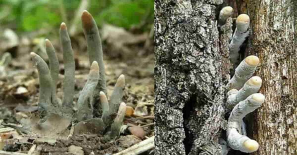 Pericolo nel bosco:Funghi Velenosi da Evitare durante le Tue Escursioni