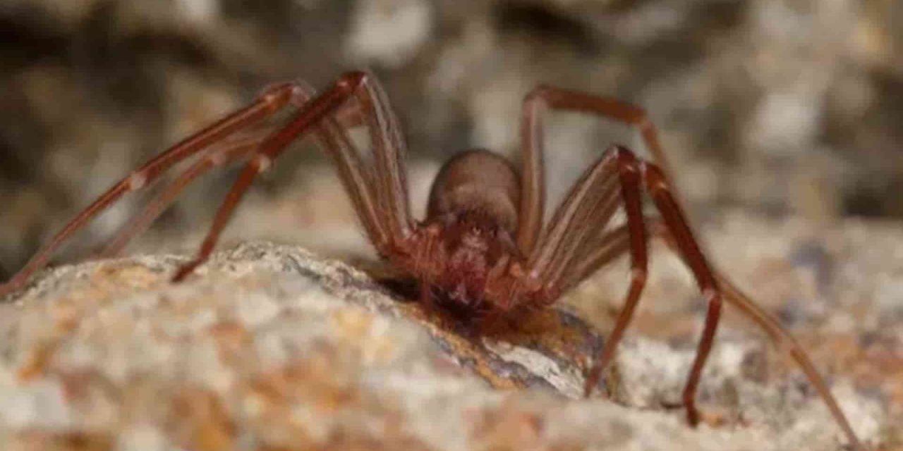 Ragno Violino in Italia: Scopri i Suoi Nascondigli e Come Riconoscerlo Prima che Sia Troppo Tardi