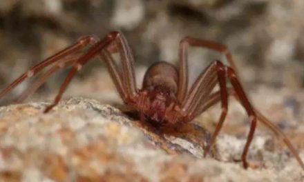 Ragno Violino in Italia: Scopri i Suoi Nascondigli e Come Riconoscerlo Prima che Sia Troppo Tardi