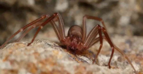 Ragno Violino in Italia: Scopri i Suoi Nascondigli e Come Riconoscerlo Prima che Sia Troppo Tardi