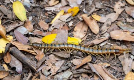 Attenzione alla scolopendra: il millepiedi velenoso che può nascondersi in casa