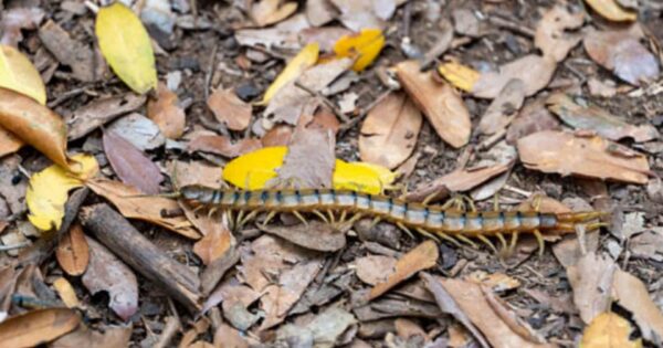 Scolopendra: il millepiedi velenoso che può nascondersi in casa