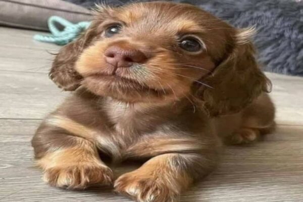 Sinfonia di Zampa: Versi Canini tra Amore e Fedeltà"