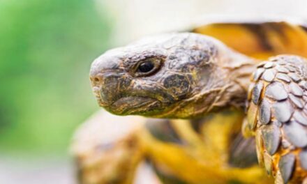 Tartarughe di terra in casa: è legale o no? Tutto quello che devi sapere