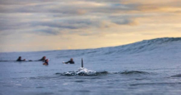 Tragedia a Marsa Alam: Squalo Attacca Due Turisti Italiani