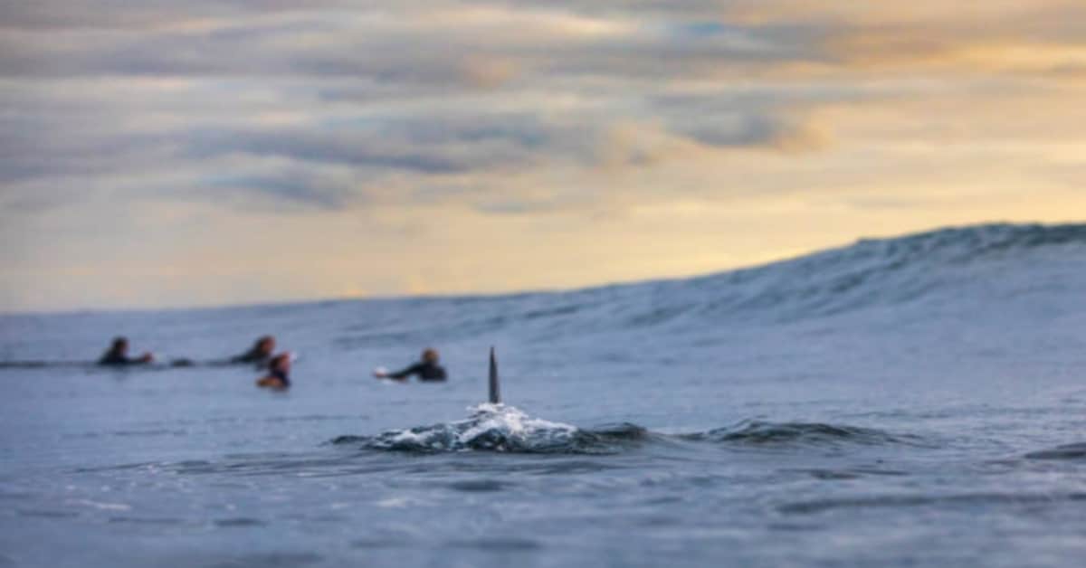 Tragedia nelle acque di Marsa Alam: uno squalo attacca un turista romano di 48 anni, uccidendolo, e ferisce pesantemente un altro italiano. Paura e sgomento tra i vacanzieri