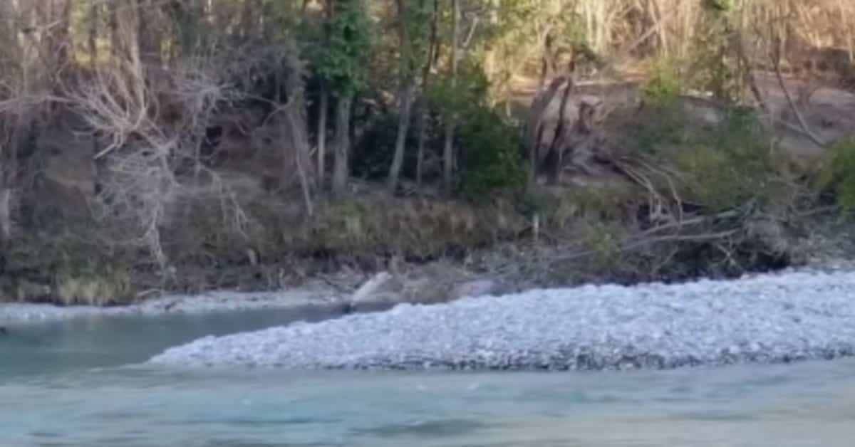 Tragedia sul Fiume Natisone: La Richiesta Disperata di Aiuto di Patrizia Cormos