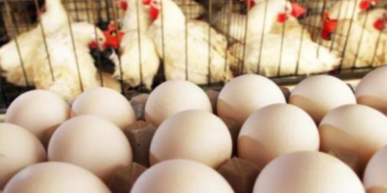 Trump in Caduta Libera: Uova da 1 Euro e il Caos che Scuote il Potere