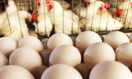 Trump in Caduta Libera: Uova da 1 Euro e il Caos che Scuote il Potere