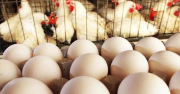 Trump in Caduta Libera: Uova da 1 Euro e il Caos che Scuote il Potere