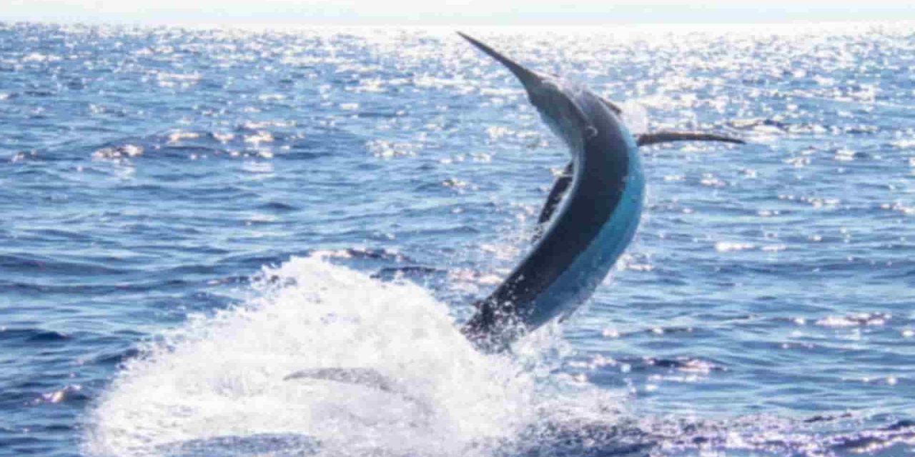 Uccisa dal Pesce Spada: L’Animale Usa la Sua ‘Arma’ per Stordire le Prede