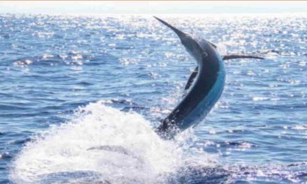 Uccisa dal Pesce Spada: L’Animale Usa la Sua ‘Arma’ per Stordire le Prede