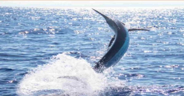 Uccisa dal Pesce Spada_ L'Animale Usa la Sua 'Arma' per Stordire le Prede