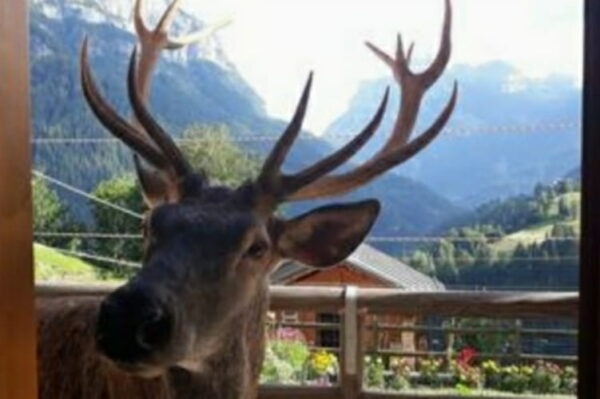 Ucciso il cervo Bambotto sdegno e rabbia sui social