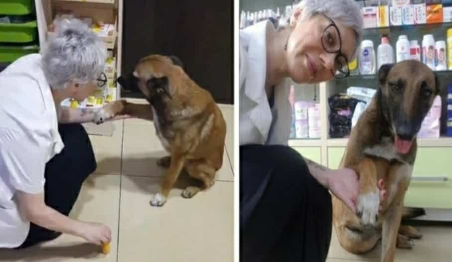 Un cane randagio entra in farmacia per chiedere aiuto dopo essere stato investito da un’automobile