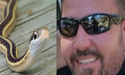 Uomo salva asilo nido: dopo muore per un morso dal serpente.