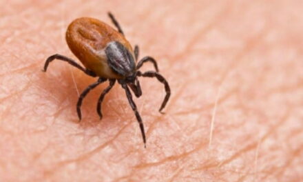 Encefalite da zecca: 18 casi in Veneto