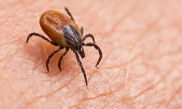 Veneto 18 casi di encefalite da zecca